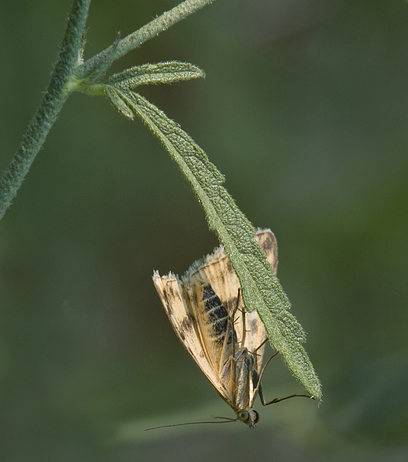 Sithocroa verticalis Crambidae